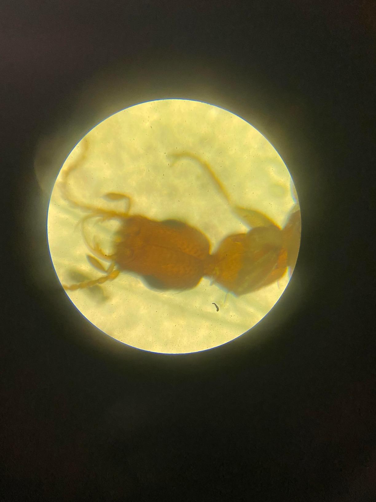 AmScope M102C-PB10 1000X Biological Compound Microscope with Prepared customer photo 2