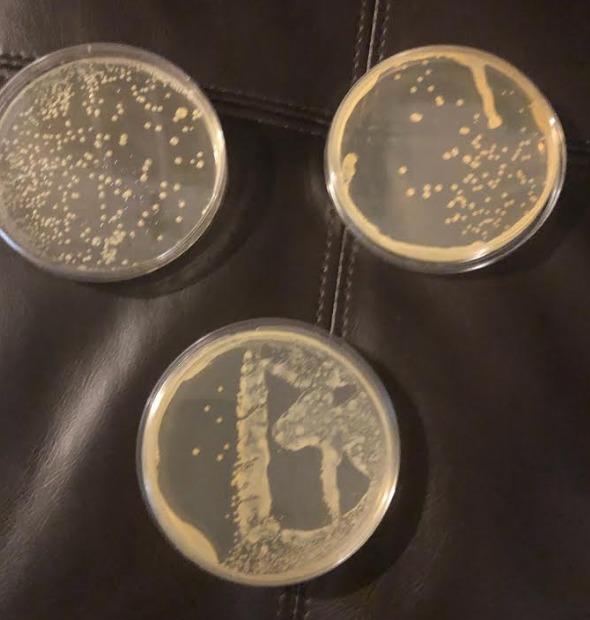 Evviva Sciences Microbiology Science Project Kit, Pre-Poured Agar Plates for Students, Agar Petri Dishes to Learn Microbiology, with Educational Experiment eBook customer photo 1