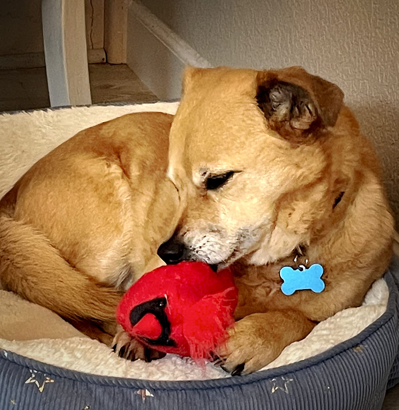 Wild Republic Audubon Birds Northern Cardinal Plush with Authentic Bird Sound, Stuffed Animal, Bird Toys for Kids and Birders customer photo 1