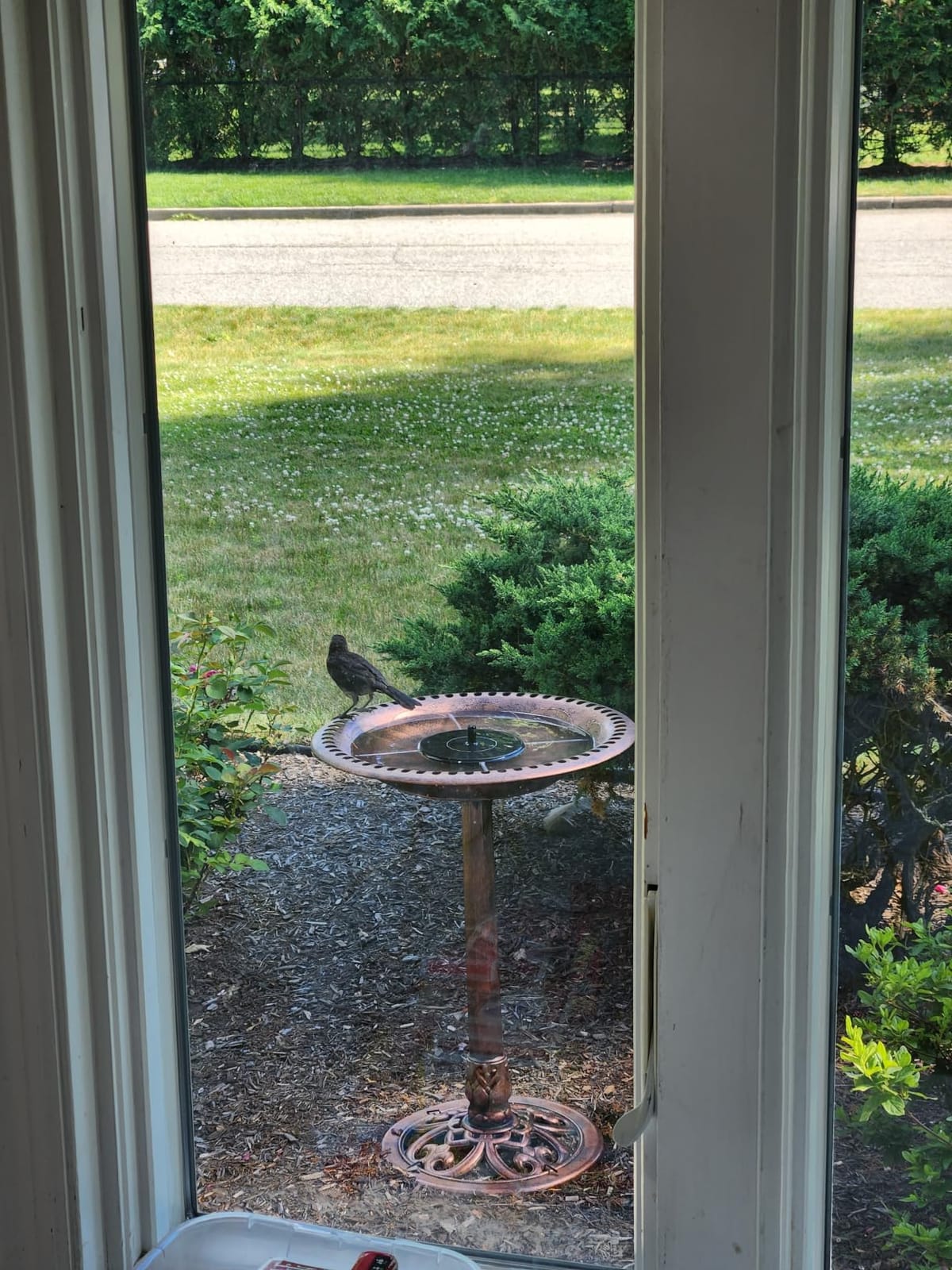 Best Choice Products 28in Pedestal Bird Bath, Vintage Outdoor Resin Accent Decoration w/Fleur-de-Lis Accents - Green customer photo 1
