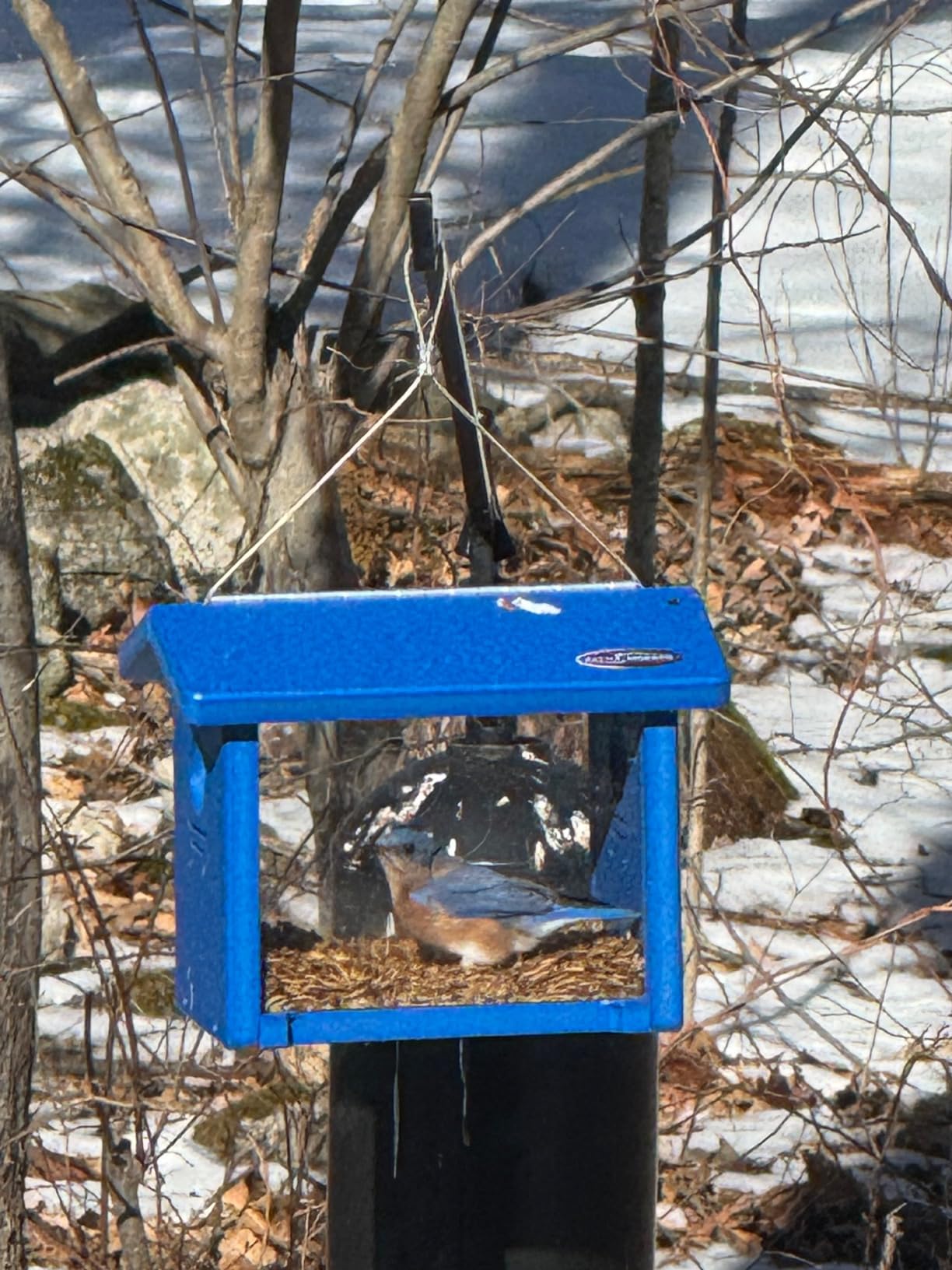 Kettle Moraine Recycled Bluebird Mealworm Feeder Hang or Mount customer photo 1