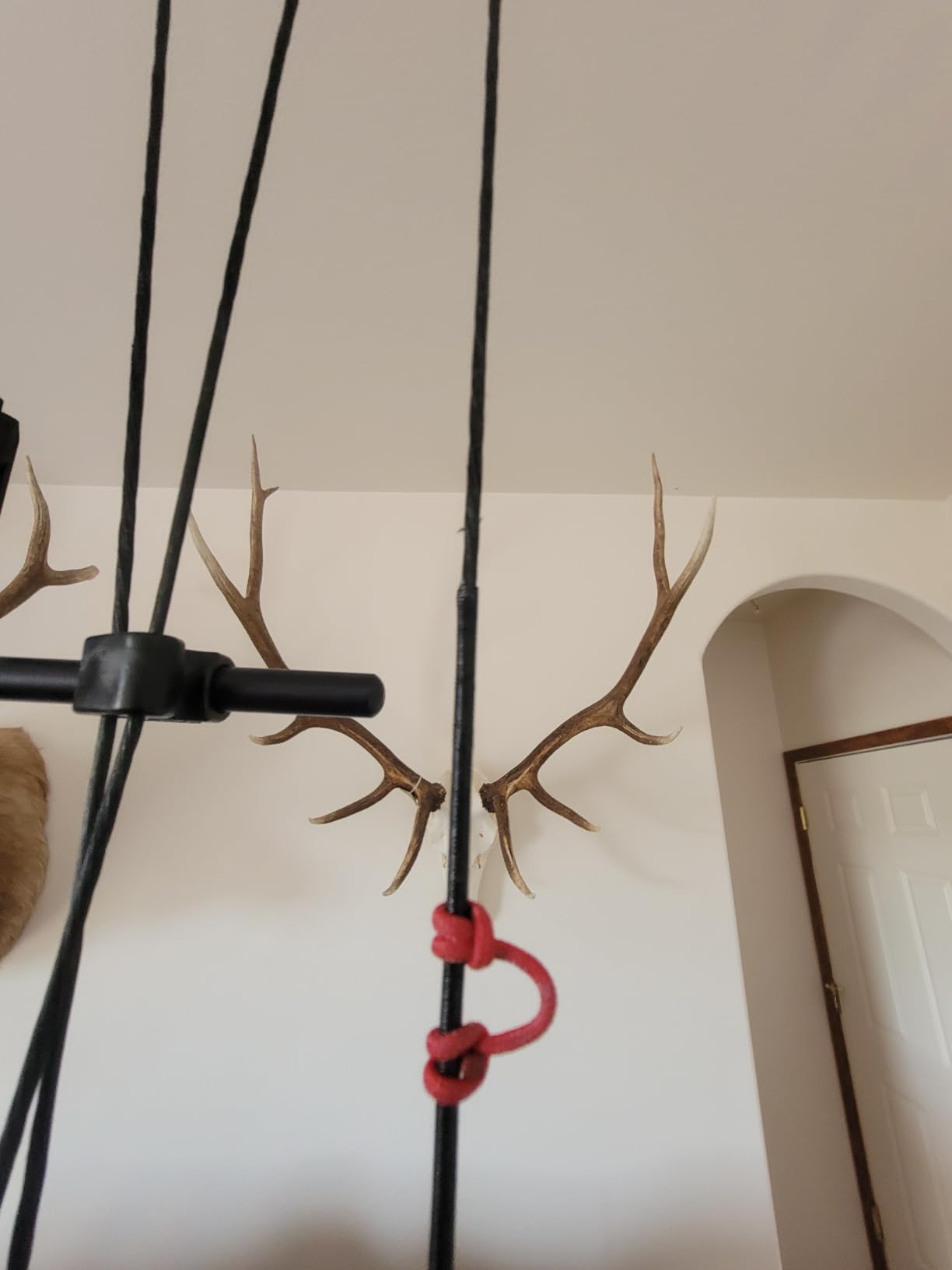 BCY #24 D Loop RED customer photo 1