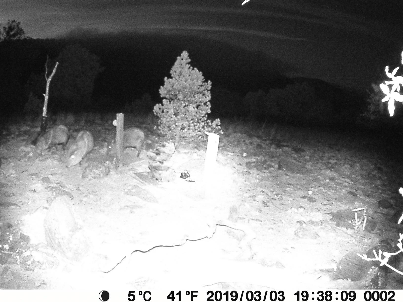 BLAZEVIDEO Trail Camera 64MP 1296P Video, 940nm No-Glow Night Vision, 70° Focused PIR Detection (Fewer False Alerts), 0.3s Trigger, Motion Activated IP66 Game Cam for Outdoor Wildlife & Yard Security customer photo 1