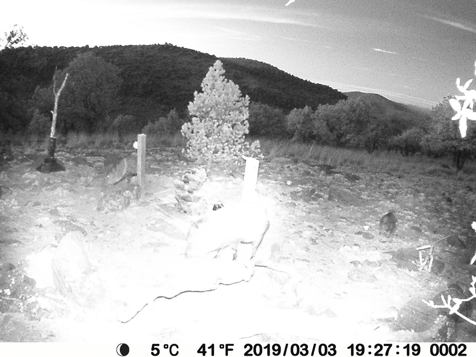 BLAZEVIDEO Trail Camera 64MP 1296P Video, 940nm No-Glow Night Vision, 70° Focused PIR Detection (Fewer False Alerts), 0.3s Trigger, Motion Activated IP66 Game Cam for Outdoor Wildlife & Yard Security customer photo 2