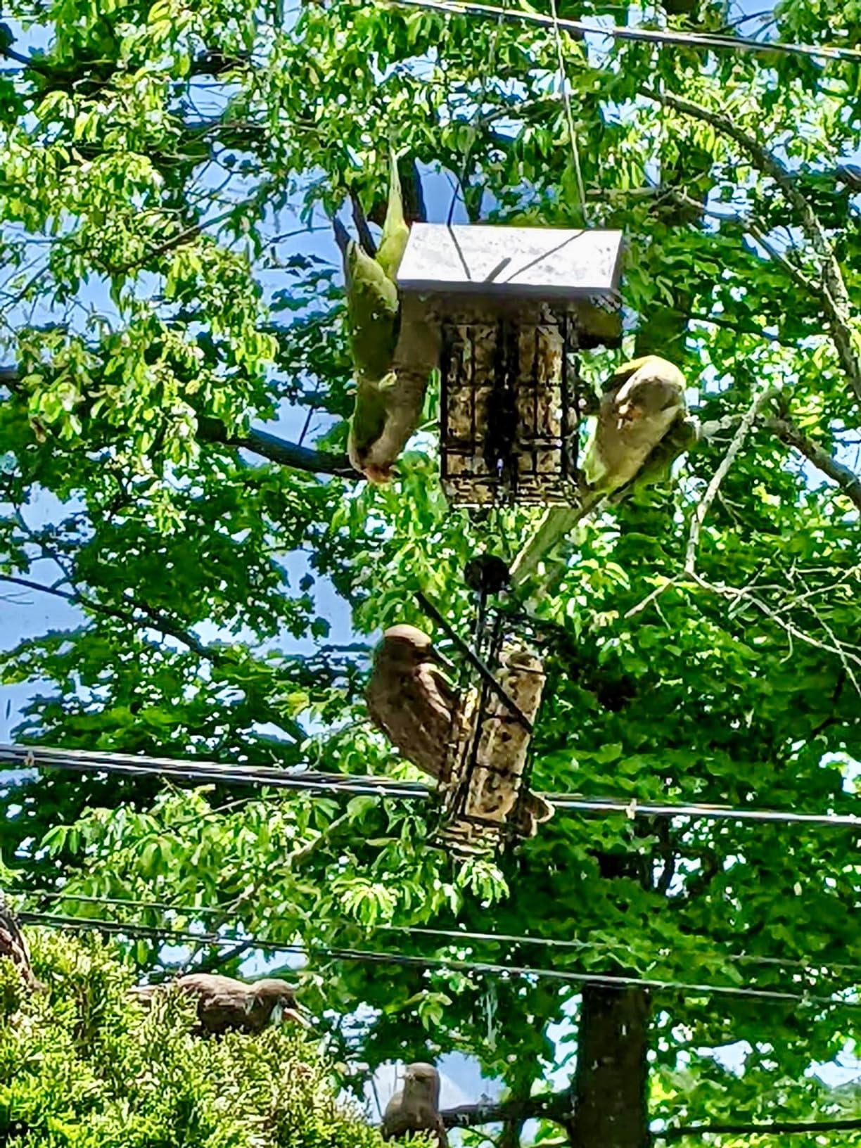 Wildlife Sciences High Energy Suet Cake 10 Pack customer photo 1