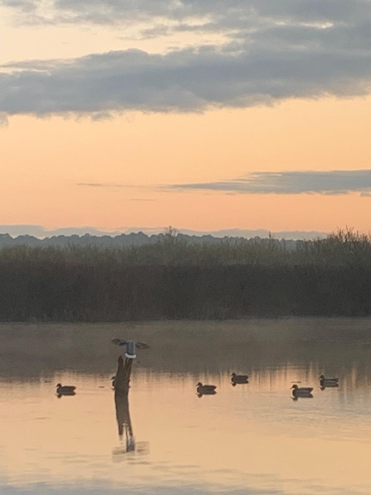 MOJO Elite Series Mini Mallard Spinning Wing Flexible Duck Decoy for Duck Hunting with Smoother, Quieter, Faster, and More User-Friendly Decoy, Includes A Solid Component Housing customer photo 2
