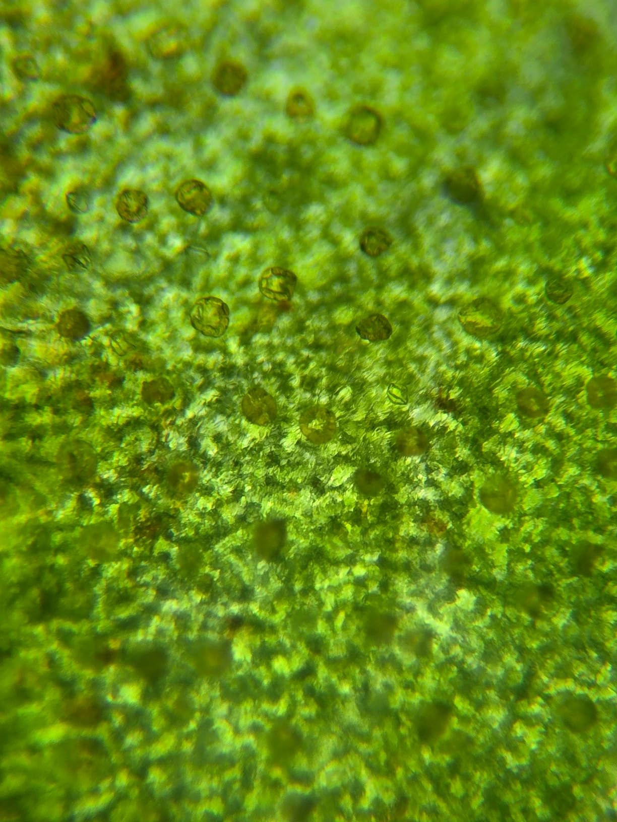 Smartphone Camera Adapter - Microscope Eyepiece Tube 23.2mm, Built-in 16X Microscope Eyepiece customer photo 1