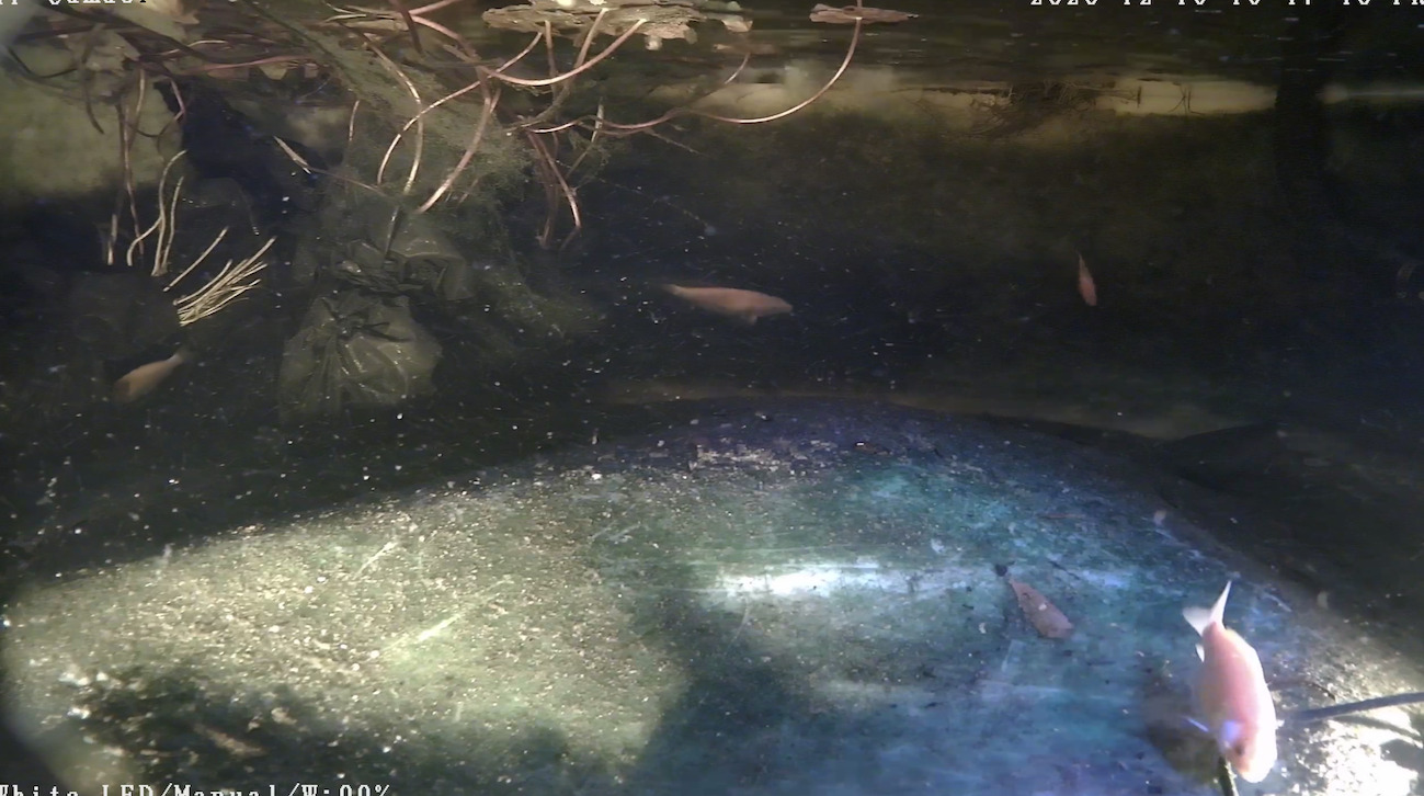 Barlus Underwater Cameras 304 Stainless Steel IP68 5MP 2592x1944 POE IP Camera 32Ft Cable Koi Pond Camera customer photo 1