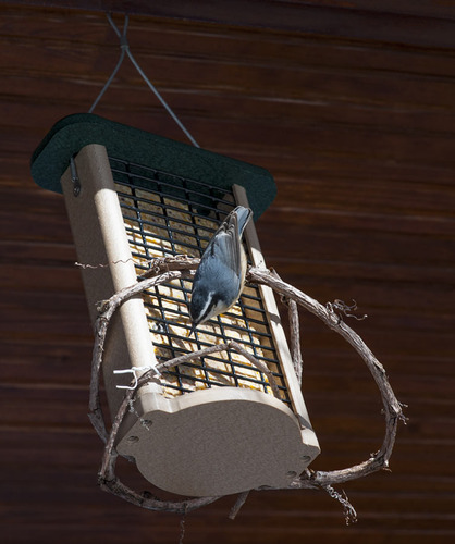 Birds Choice Squirrel Resistant Double Suet Feeder with 13in Wire Cage | Holds 2 Suet Cakes for Small Birds, Recycled Poly Lumber, Made in USA customer photo 1