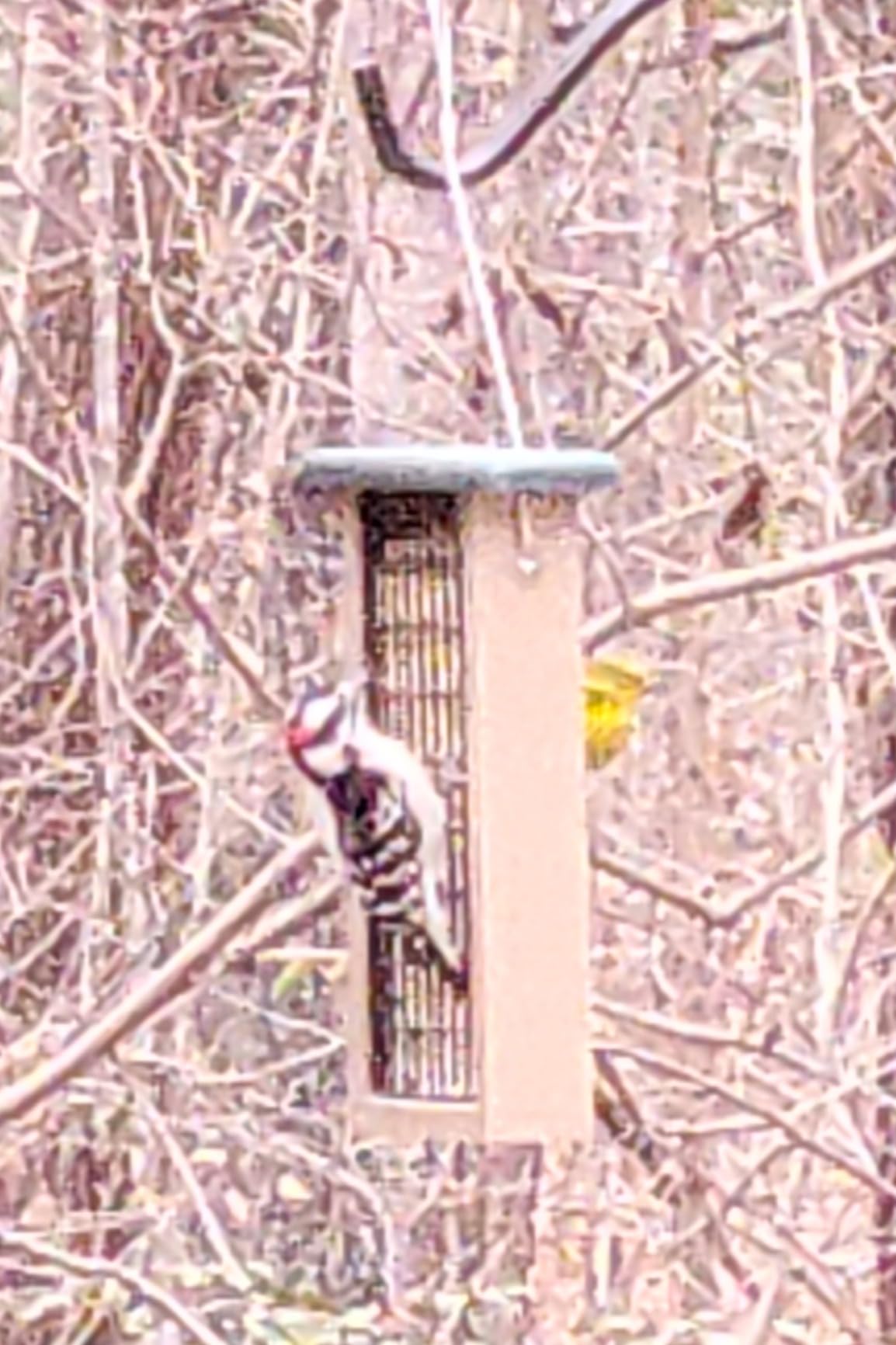 Birds Choice Squirrel Resistant Double Suet Feeder with 13in Wire Cage | Holds 2 Suet Cakes for Small Birds, Recycled Poly Lumber, Made in USA customer photo 2