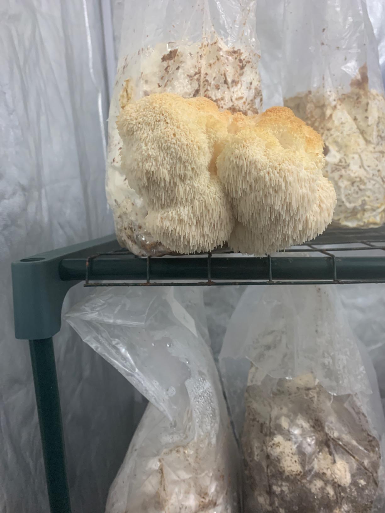 Root Mushroom Farm-Mushroom Liquid Cultures/Lion's Mane(Hericium erinaceus) customer photo 1