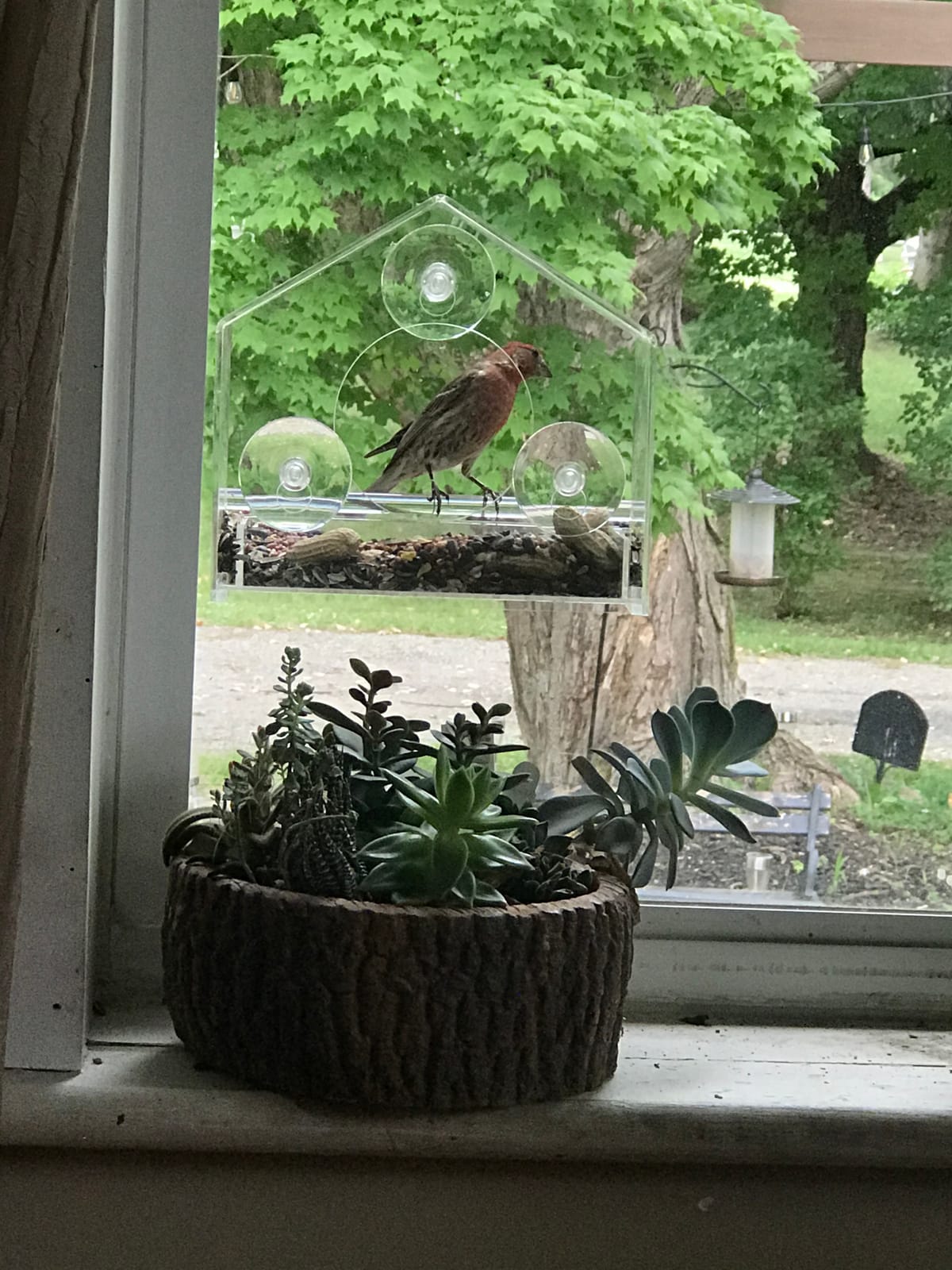 Nature Gear Window Bird Feeder with Strong Suction Cups, Clear Acrylic Window Mounted Bird Feeder, Weather-Resistant, Durable, Squirrel-Resistant, Column Style customer photo 1
