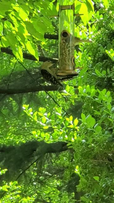 Bird Feeders for Outdoors 15