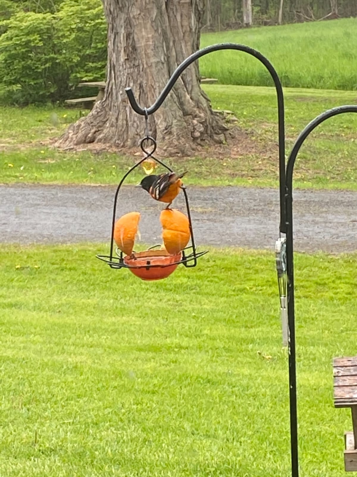 FORUP Oriole Bird Feeder, Orange Fruit Oriole Feeder customer photo 1
