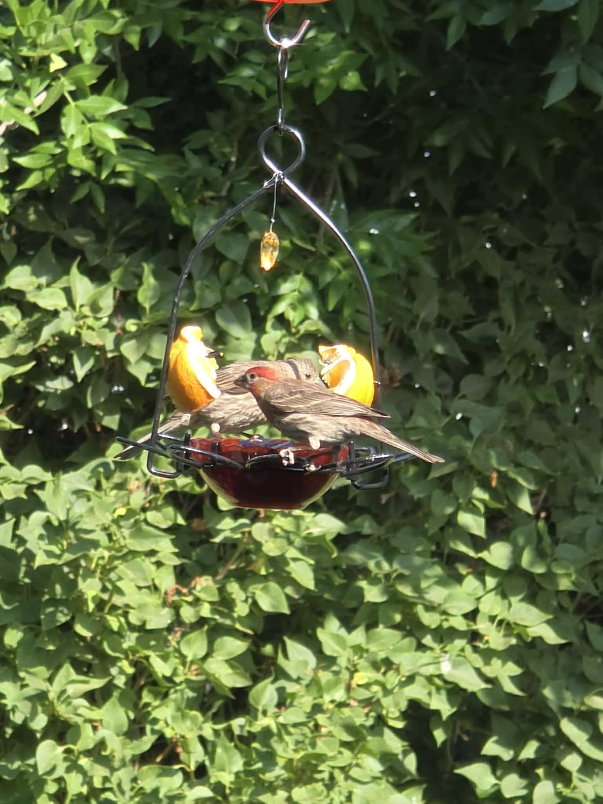 FORUP Oriole Bird Feeder, Orange Fruit Oriole Feeder customer photo 2