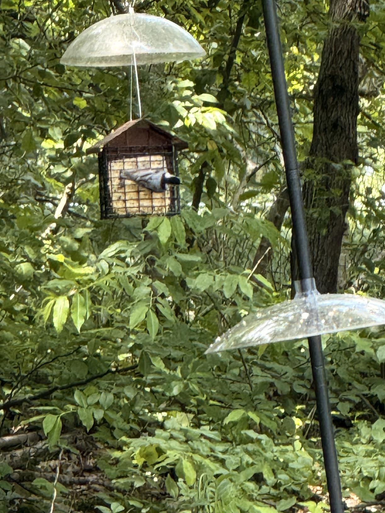 ST. ALBANS BAY SUET PLUS High Energy Suet Cakes, 20 Pack of 11 oz. Suet Cakes for Wild Birds customer photo 2