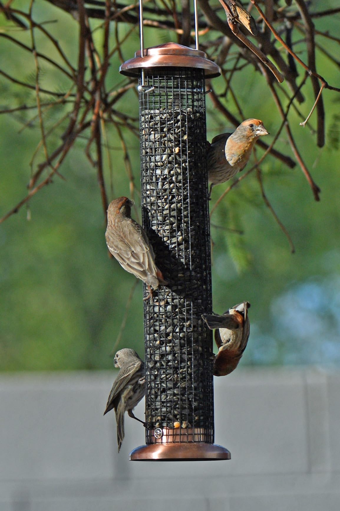 iBorn Metal Peanut Bird Feeders for Outdoors - 14