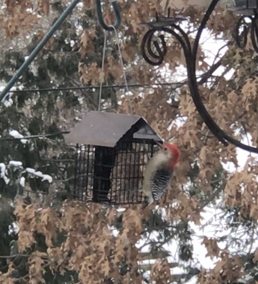 Suet Bird Feeder for Outside [Double Capacity] Suet Wild Bird Feeder with Hanging Metal Roof, Suet Feeders for Outside, for Use with Suet Cakes, Seed Cakes, Mealworm Cakes customer photo 2