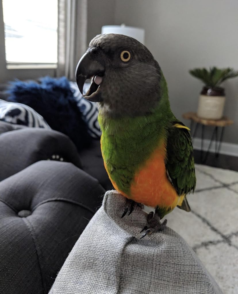 Bird Training Anti-Bite Gloves, Level 5 Protection, Parrot Chewing Working Safety Protective Gloves for Cockatiels customer photo 2