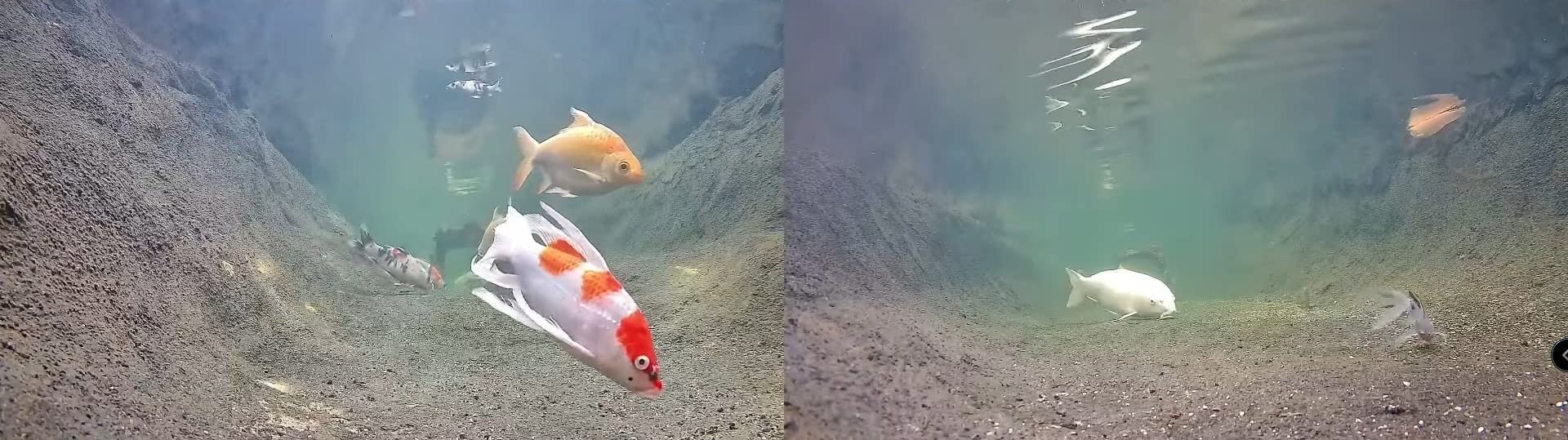 Barlus Underwater Camera POE 5MP CMOS Lens 100 Degree Wide-Angle Sea Stainless Steel with Fill Light IP68 Waterproof Camera for 24/7 koi Pond with 32ft Cable customer photo 1