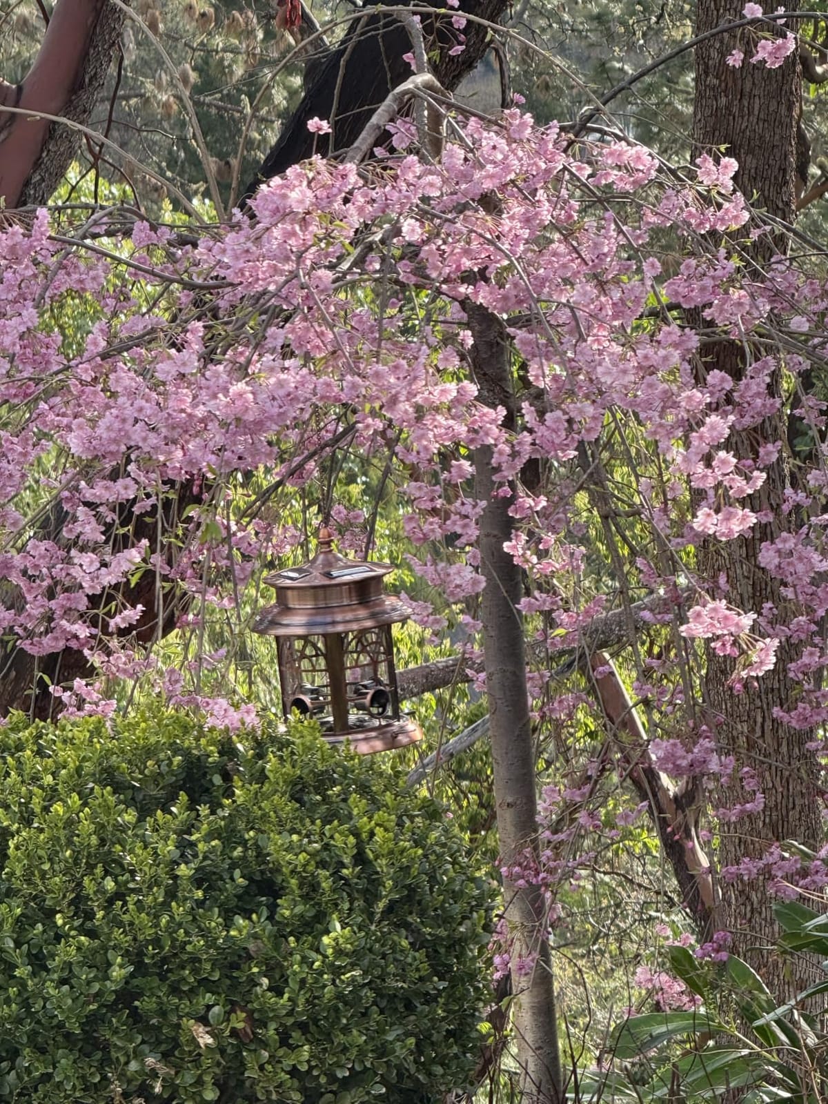 Westcharm Solar Bird Feeder for Outdoors Hanging | Waterproof Wild Birdfeeder for Outside Weather Resistant Garden Décor Gift for Bird Lovers - Antique Copper customer photo 1