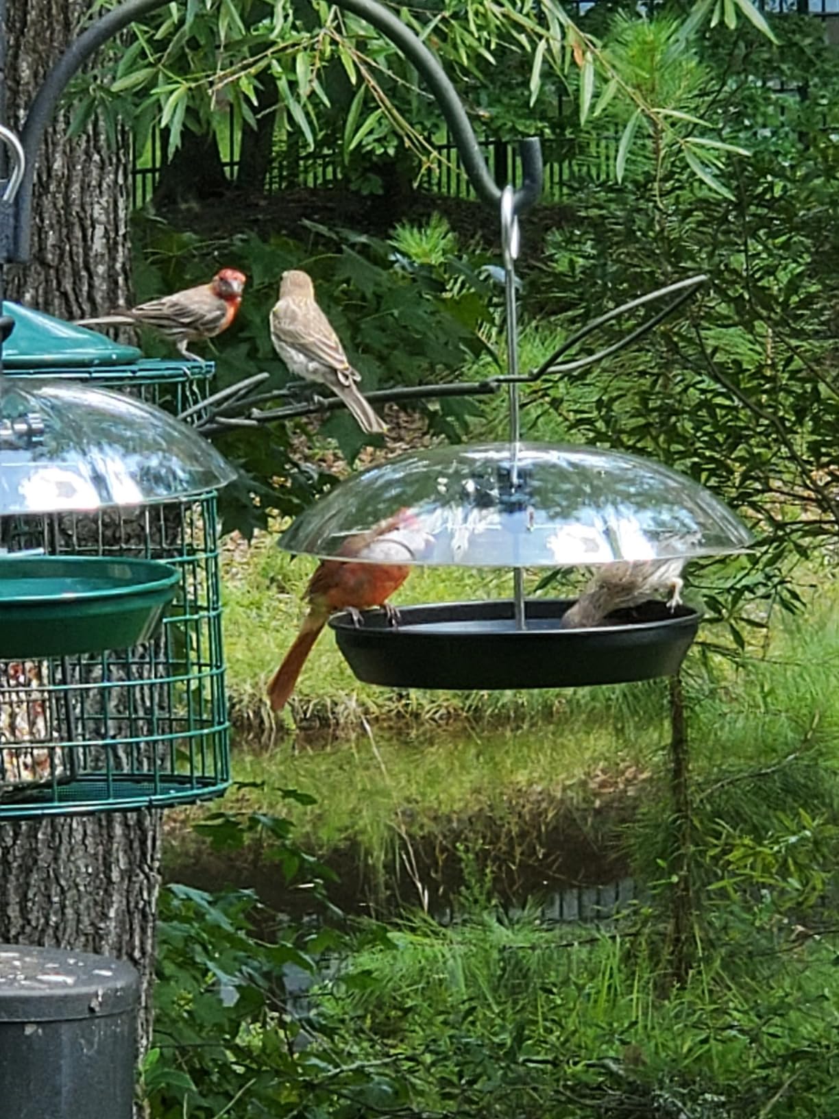 Kingsyard Platform Bird Feeder with Adjustable Dome for Outdoors Hanging - Metal Tray, Adjustable Dome, Rain-Resistant, Drainage Holes, Seed & Mealworm Feeder customer photo 1