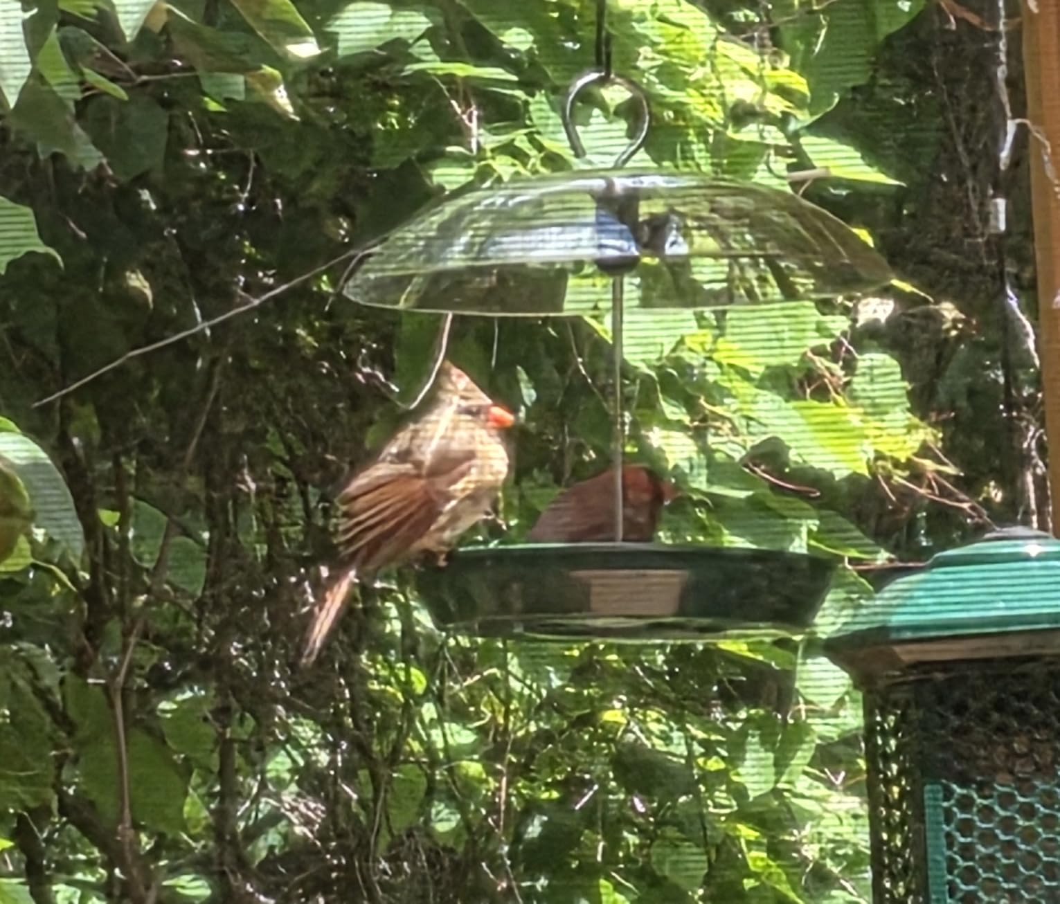 Kingsyard Platform Bird Feeder with Adjustable Dome for Outdoors Hanging - Metal Tray, Adjustable Dome, Rain-Resistant, Drainage Holes, Seed & Mealworm Feeder customer photo 2