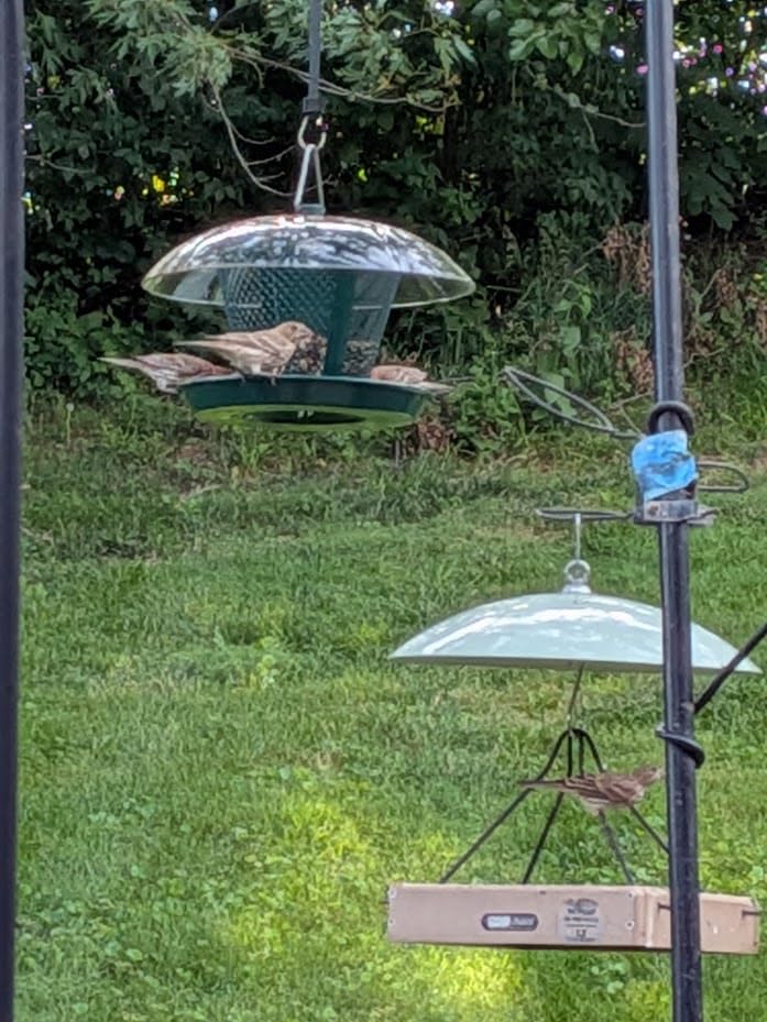 Kingsyard Rain-Resistant Metal Mesh Bird Feeder for Outdoor Hanging | Large Clear Dome, Top-Fill Design, Weather-Resistant Metal, Dual Mesh for Different Seeds, Easy to Clean customer photo 1