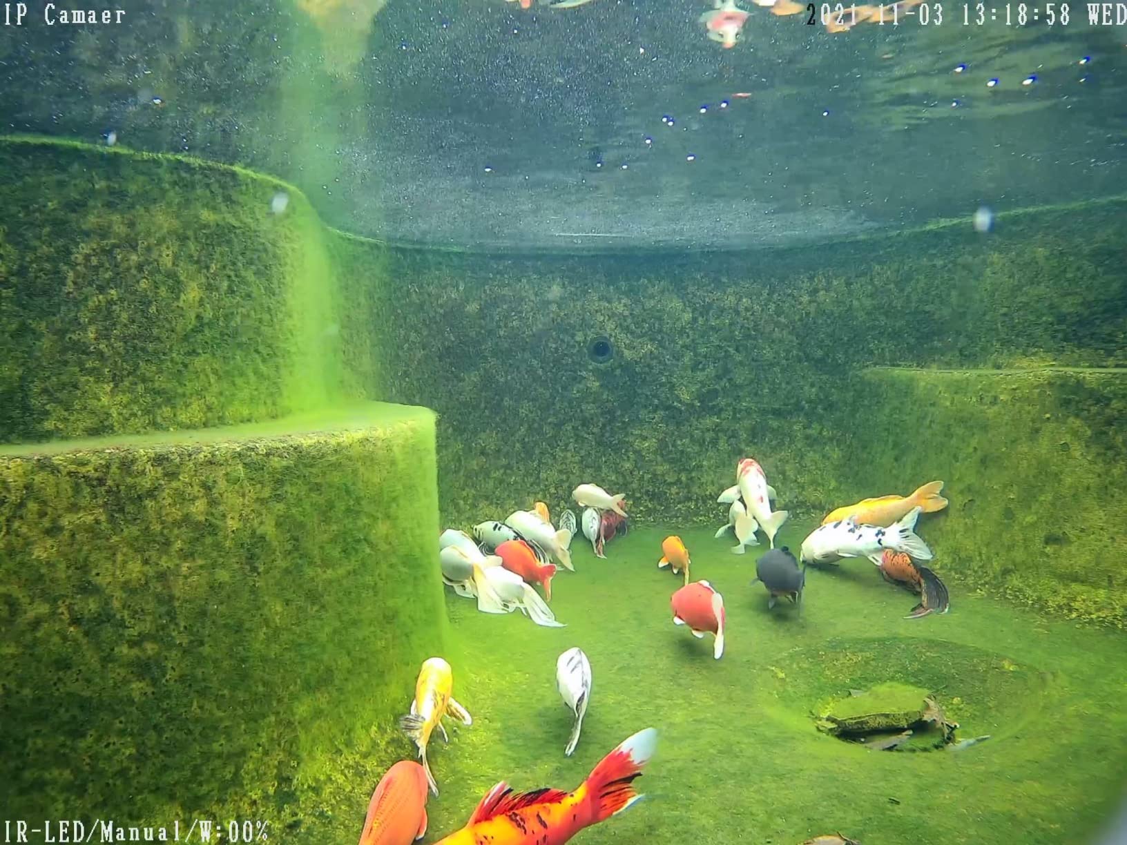 Barlus Underwater Camera, Aquarium Live Streaming Pond 5MP Camera with 32ft Cables customer photo 1