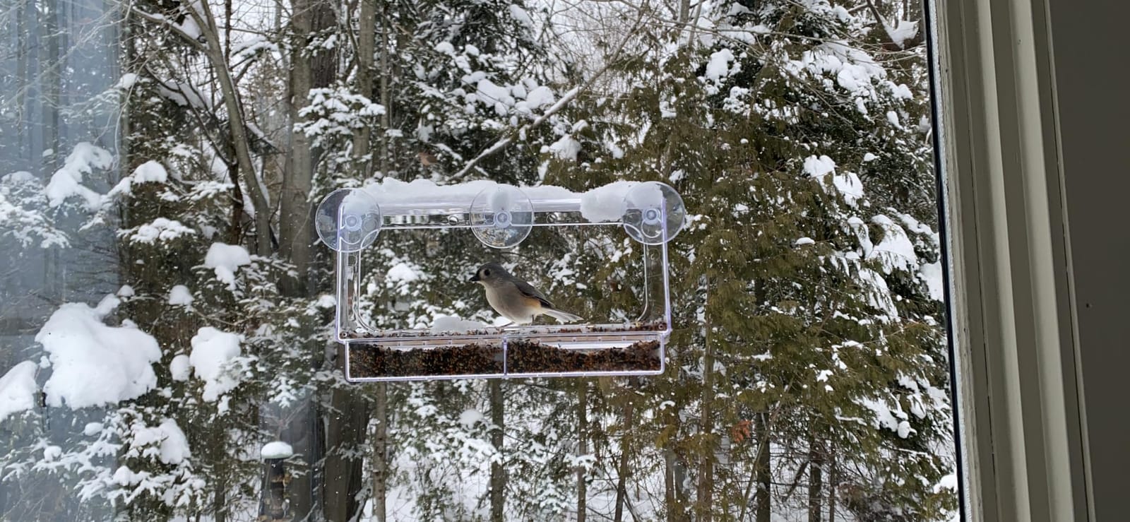 LUJII Shatterproof Window Bird Feeder with Strongest Suction Cups, Polycarbonate Window Mount Feeder with Crystal Clear View & Life-Out Tray, Fits Bigger Birds Like Cardinal or Blue Jay, Clear customer photo 1