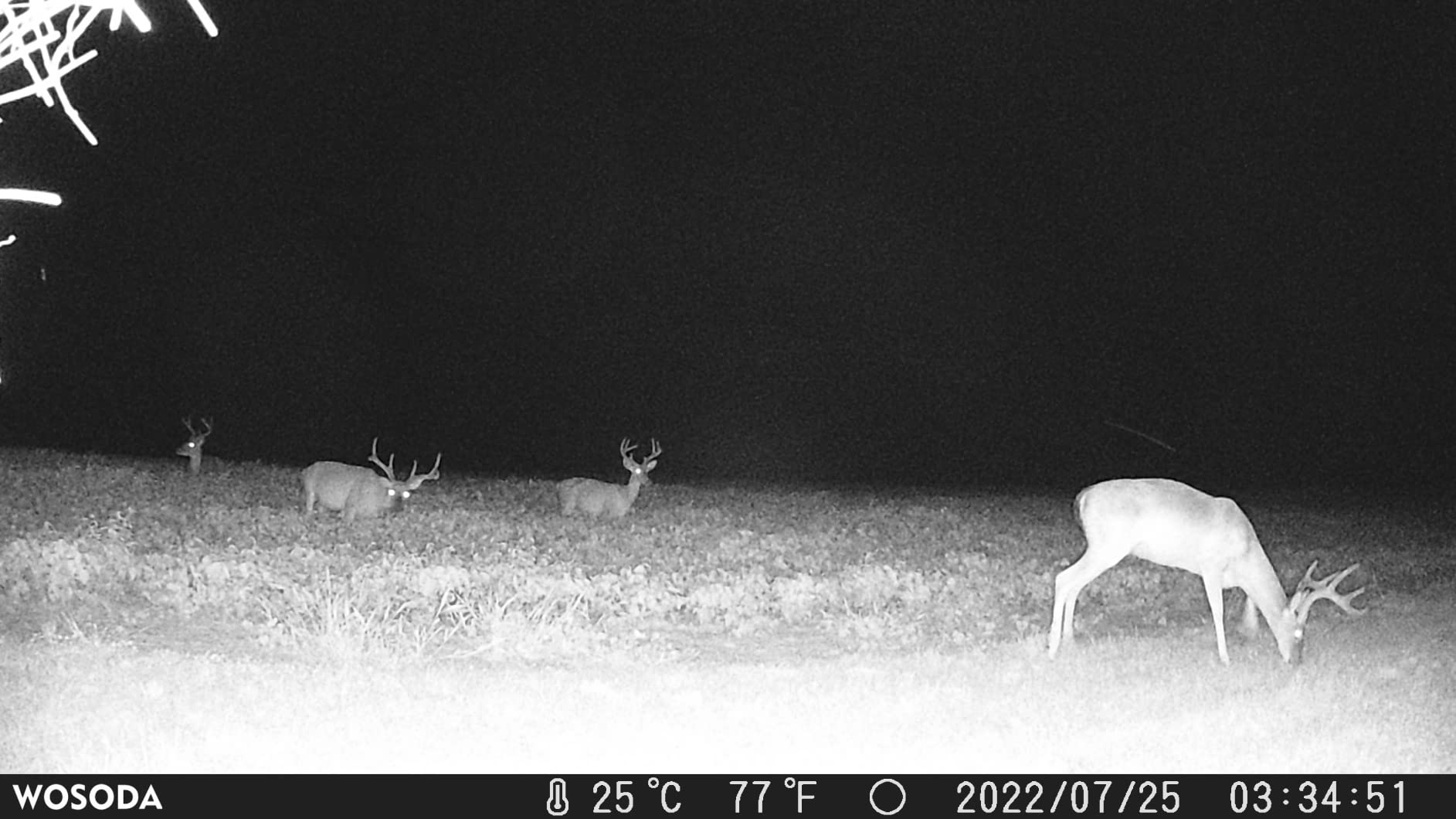 WOSODA Trail Camera 36MP 1920P, Night Vision, IP66 Waterproof Game Camera customer photo 1