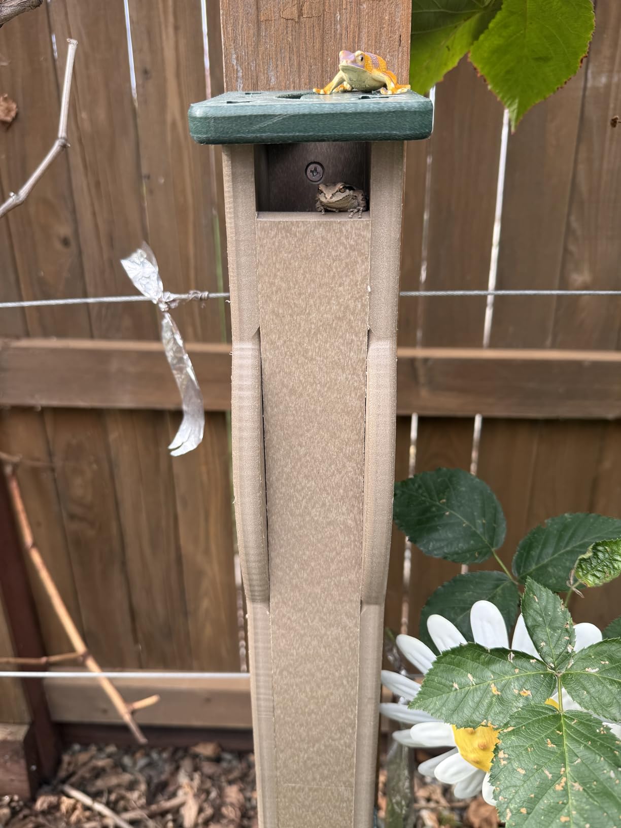 JCS Wildlife Deluxe Poly Lumber Tree Frog House - Attract Many Species of Tree Frogs - Made in the USA (Green Body/Brown Roof) customer photo 2