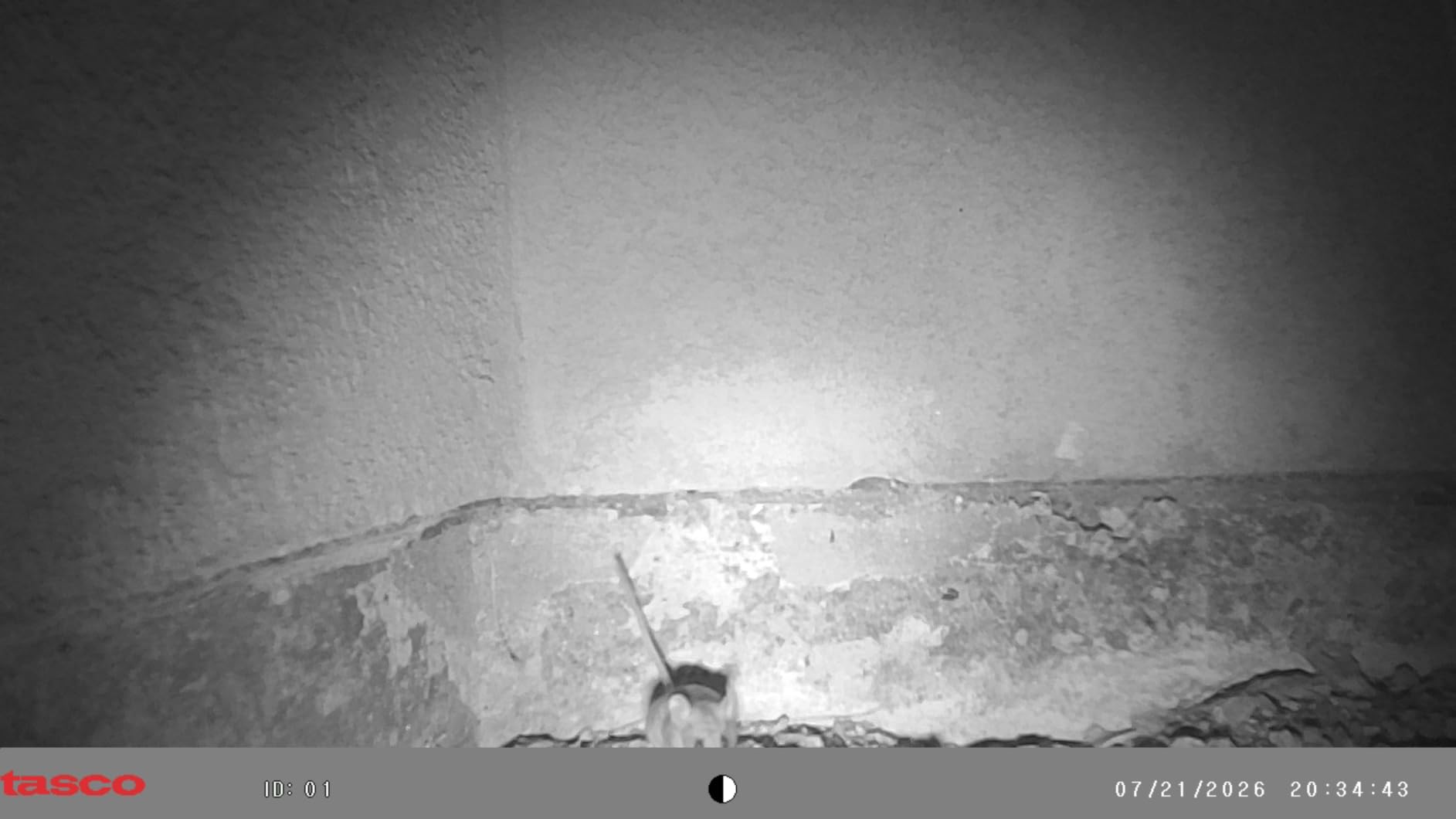 Tasco 12MP Trail Camera with Low Glow Infrared Flash customer photo 2