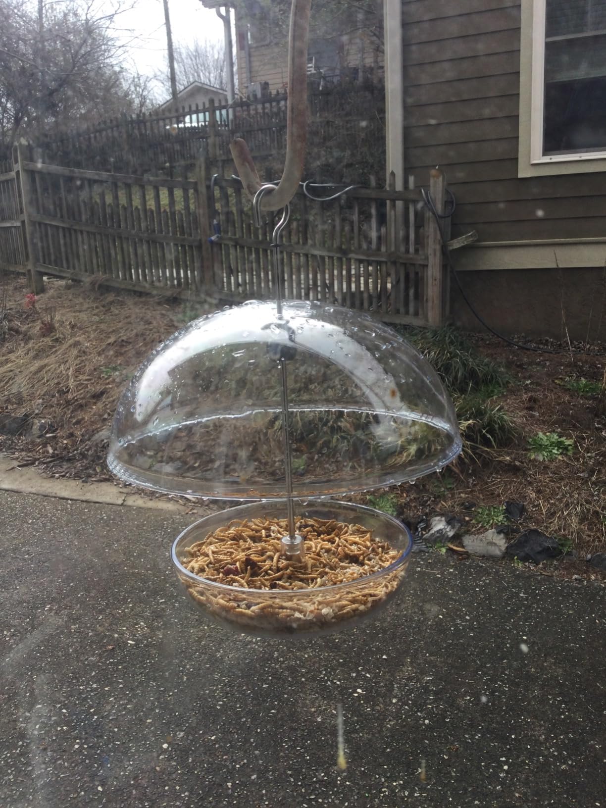 Mealworm Feeder - Jacobi Jayne Pearl Feeder - Dome Bird Feeder for Small Birds - Bluebird Feeder for Mealworms - Platform Bird Feeder with Dome Cover customer photo 2