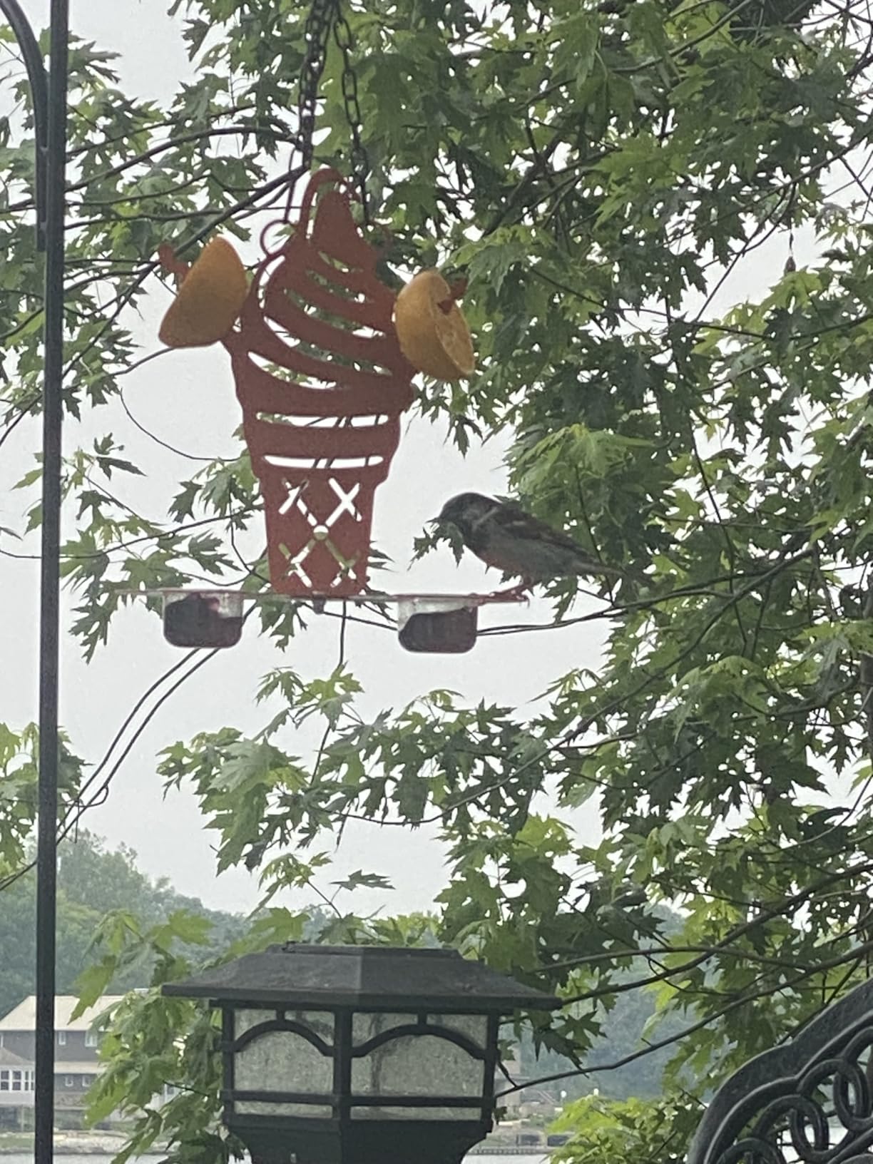 Oriole Metal Bird Feeder for Outdoor Jelly and Oranges, Baltimore Oriole Jelly Bird Feeder with Ice Cream Design for Outdoors Hanging (Orange) customer photo 1