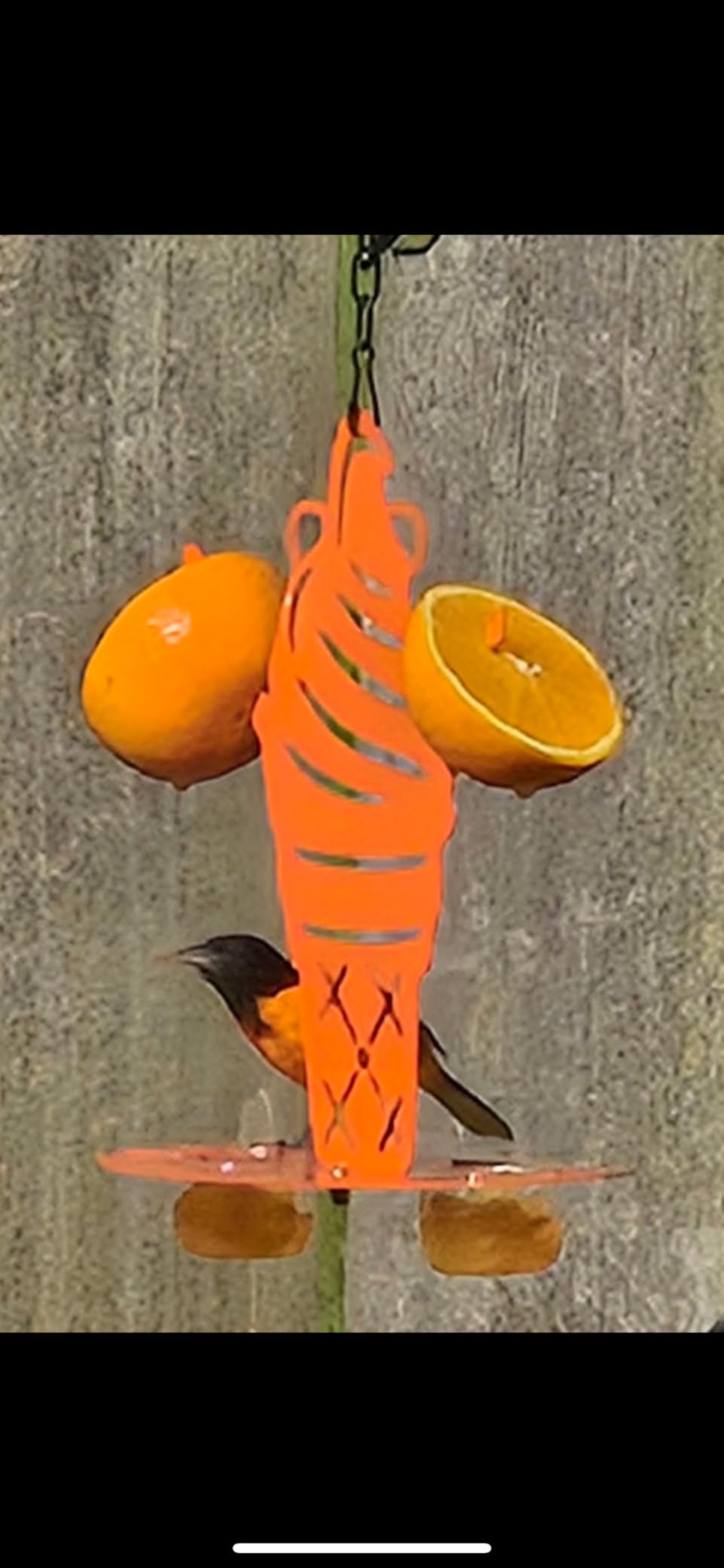 Oriole Metal Bird Feeder for Outdoor Jelly and Oranges, Baltimore Oriole Jelly Bird Feeder with Ice Cream Design for Outdoors Hanging (Orange) customer photo 2