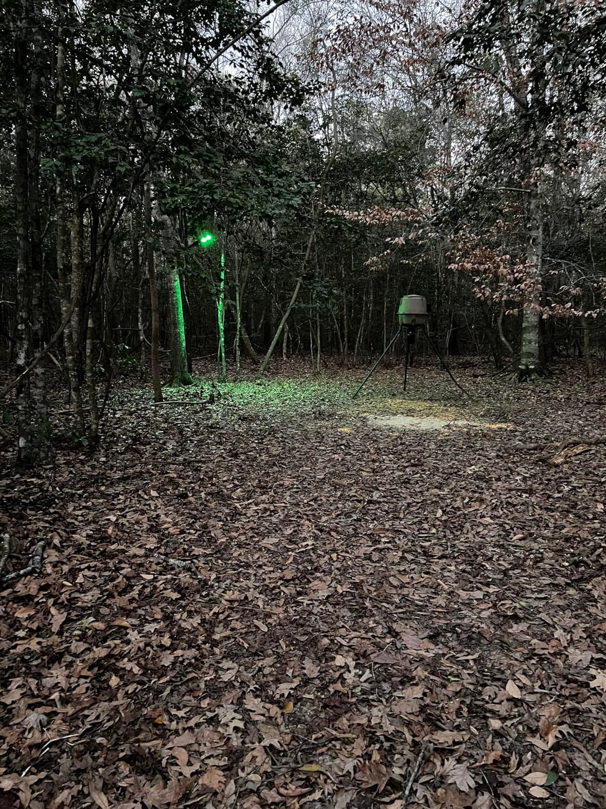 LANGY Hog Lights, Green Light for Night Hunting 16000LM, Solar Green Light for Hunting Hogs Deers, Motion Activated Feeder Lights with Remote and 19