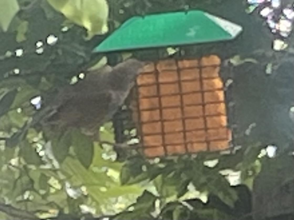 C&S Hot Pepper Delight No Melt Suet Dough, Suet Cakes for Wild Birds | Hot Pepper suet, year-round no melt formula up to 100F, won't interest squirrels customer photo 2