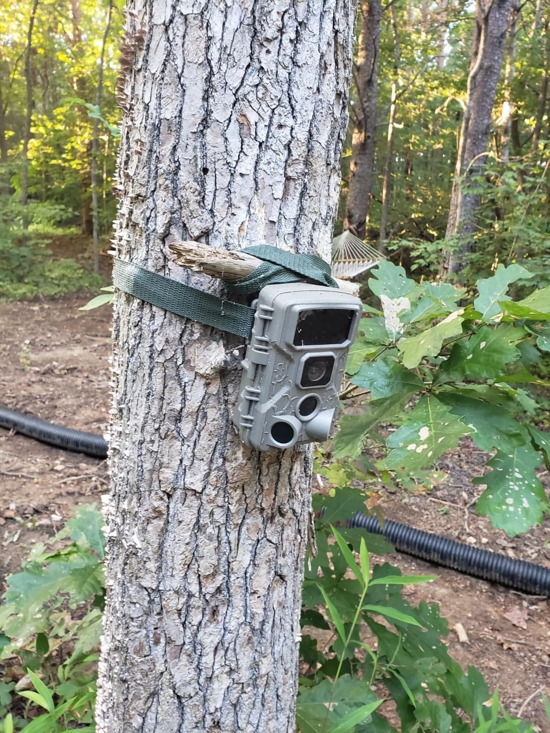 Stedan 1 Pack Trail & Game Camera Stand Thick Foldable Stainless Steel Bracket 360° Adjustable Universal Thread Connection 1/4''-20 (6 mm) for Trail Camera Deer Cam Accessories customer photo 1