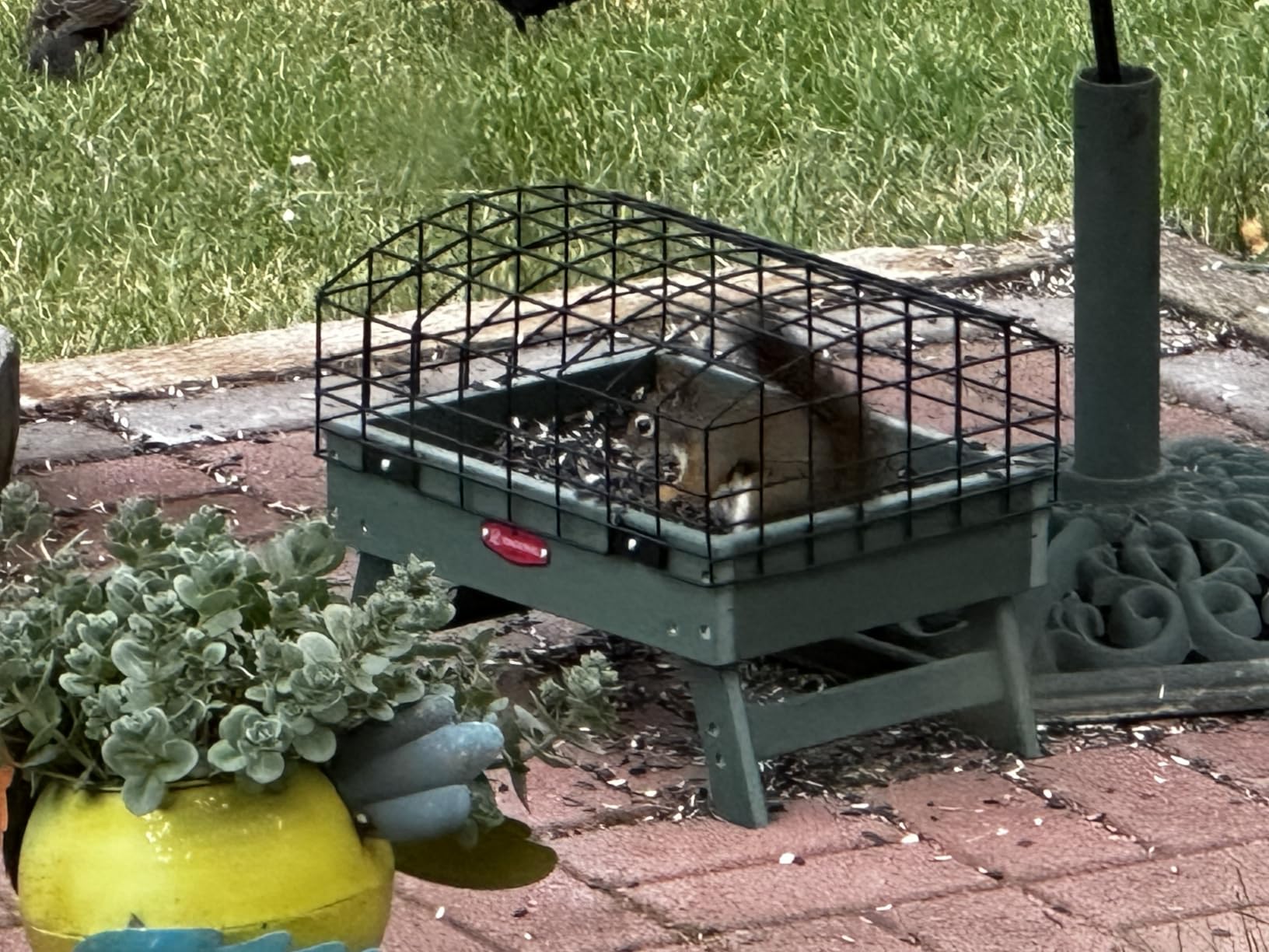 Kingsyard Squirrel Proof Caged Platform Bird Feeder for Small Birds | Recycled Poly Lumber, Protective Metal Cage, Raised Platform, Drainage Mesh Tray, Foldable Legs for Outdoor Bird Feeding customer photo 1