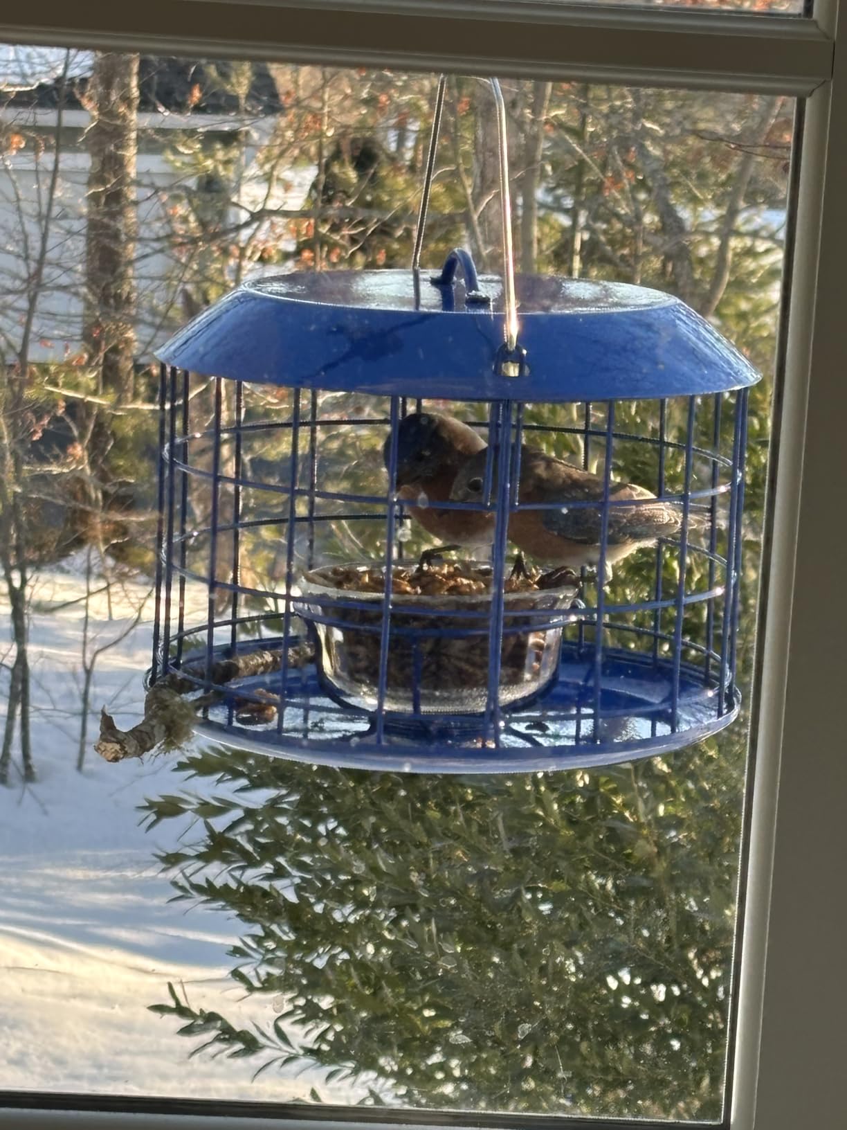 Kingsyard Bluebird Feeders for Outdoors Hanging | Metal Cage Bird Feeder with Tray, Squirrel Proof, for Small wildbirds, Weatherproof, Easy to Refill and Clean, Blue customer photo 1