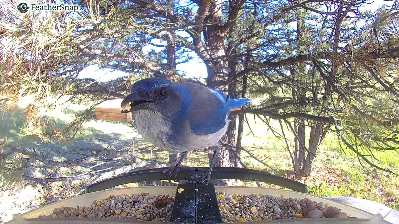 Kaytee Bird & Balcony Wild Bird Food No Mess Seed Blend for City Dwelling Birds Like Finches, Sparrows, Mourning Doves and More, 5 lb customer photo 2