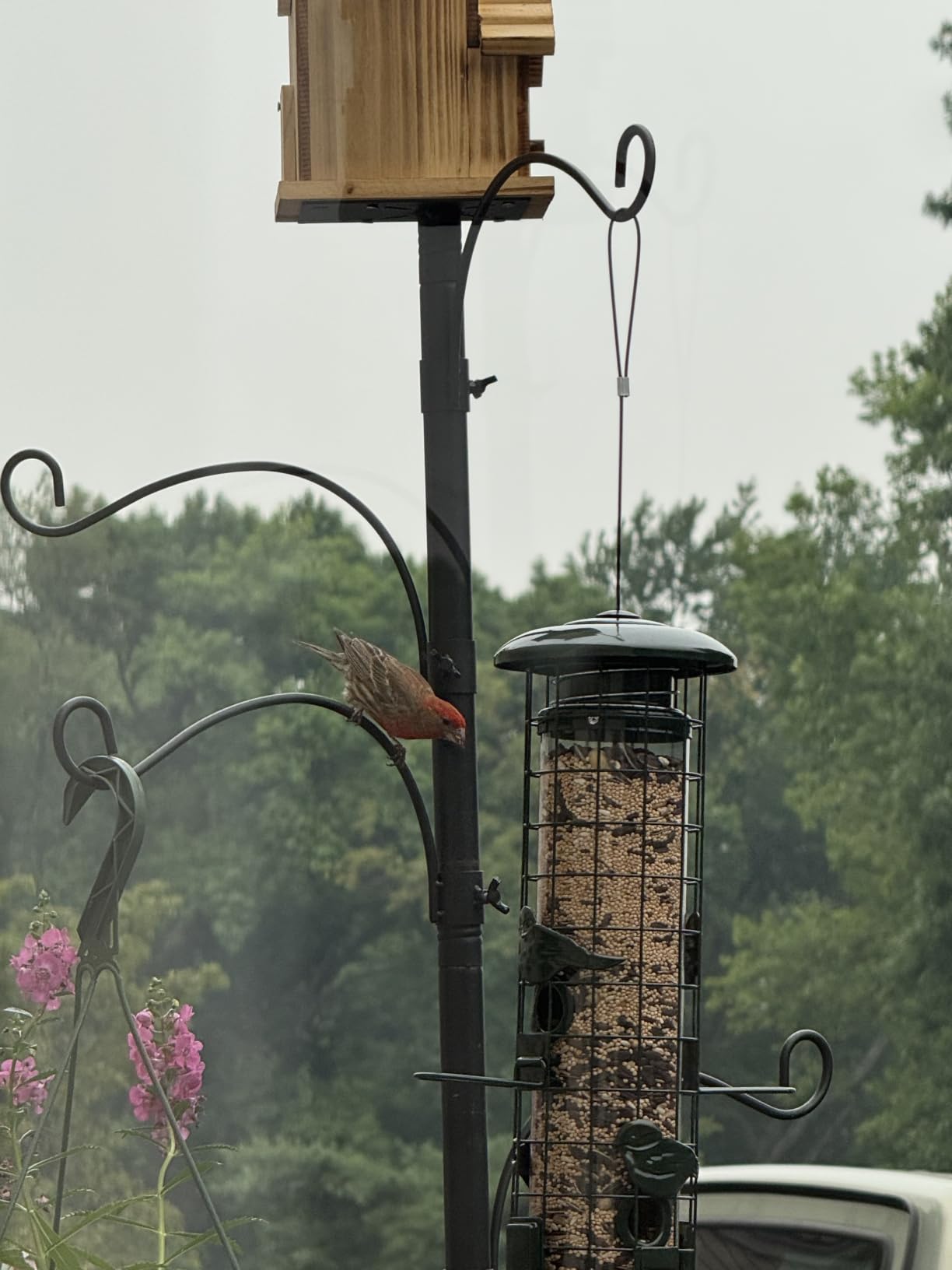 Squirrel Proof Bird Feeder, Metal Mesh Bird Feeders for Outdoors Hanging, Gravity Protection Squirrel Proof Wild Bird Feeders with Finch Cardinal Chickadee, 3LB Large Capacity, Green customer photo 1