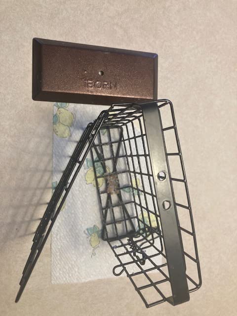 iBorn Double Suet Feeder for Outside Hanging,Weatherproof Suet Feeders,Suet Holder with Taller Grid for Woodpecker, Suet Cage Bird Feeders for Outdoors,Easy to Clean & Refill,All Metal,Black customer photo 2