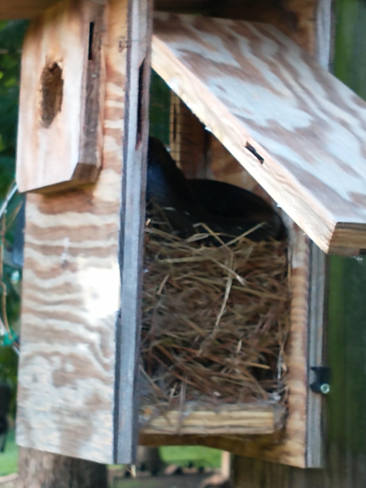 Birdkiss Smart Bird Houses for Outside Solar Powered, 1080P HD Live View Birdhouse with Camera, Perfect Viewing Bird Nesting and Hatching, Ideal Outdoors Bird House for Blue Bird and Cardinal (Green) customer photo 2