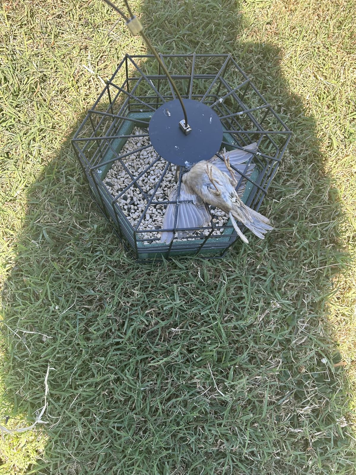 Kingsyard Squirrel Proof Platform Bird Feeder, Metal Mesh Tray - Recycled Poly Lumber Body, Great for Small Wildbirds Finches Bluebird Mealworm customer photo 1
