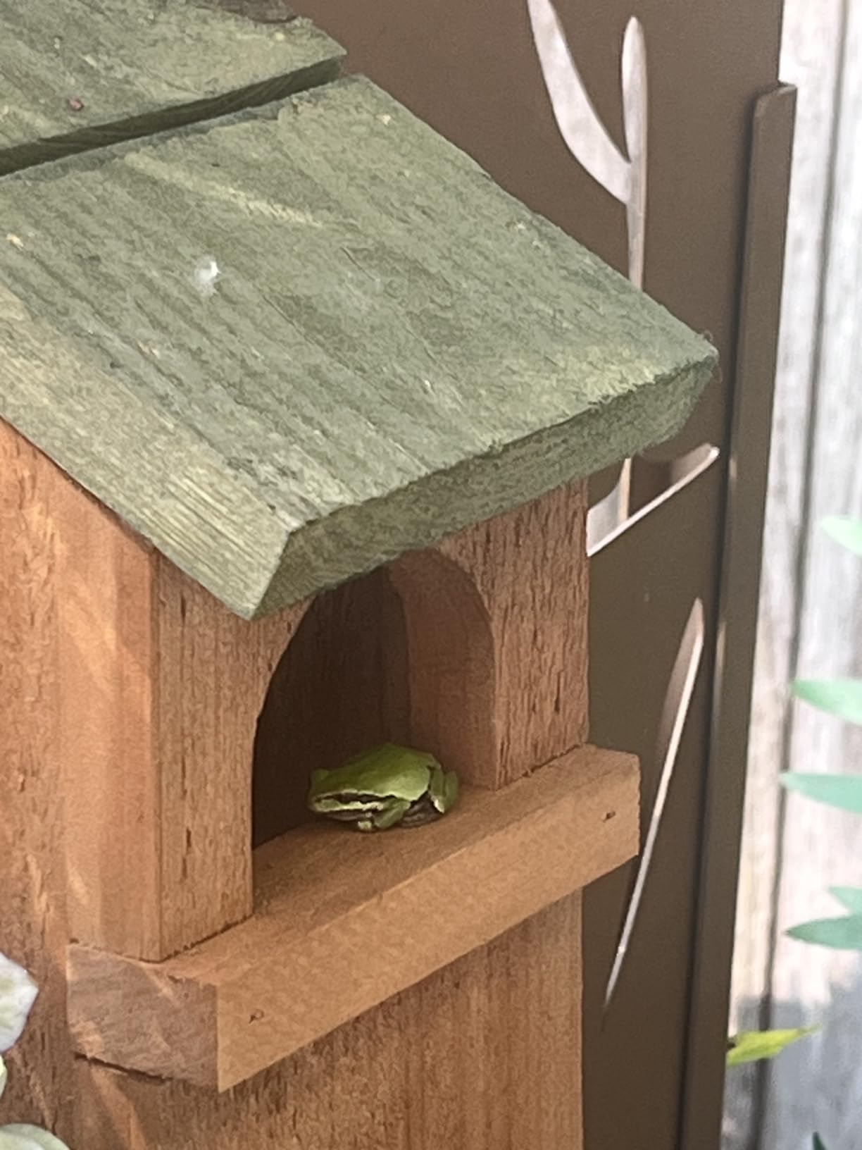 Uncle Dunkels Tree Frog House, Outdoor Tree Frog Habitat, Handmade in the USA customer photo 1