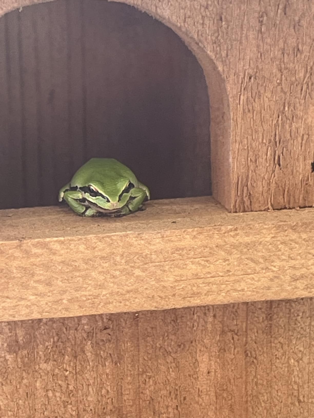 Uncle Dunkels Tree Frog House, Outdoor Tree Frog Habitat, Handmade in the USA customer photo 2