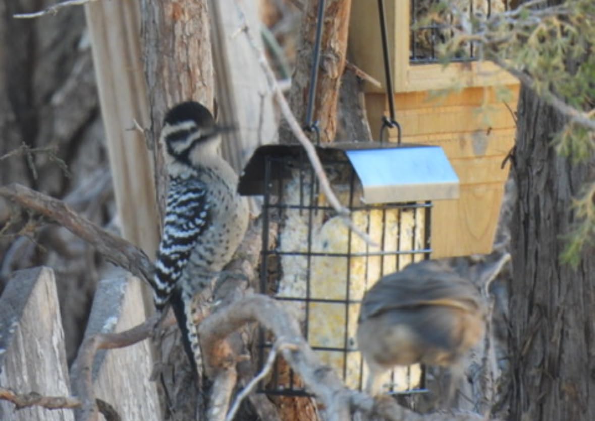 C&S Peanut Butter Delight No Melt Suet Dough, Suet Cakes for Wild Birds | Peanut Butter suet, year-round no melt formula up to 100F, won't interest squirrels customer photo 1