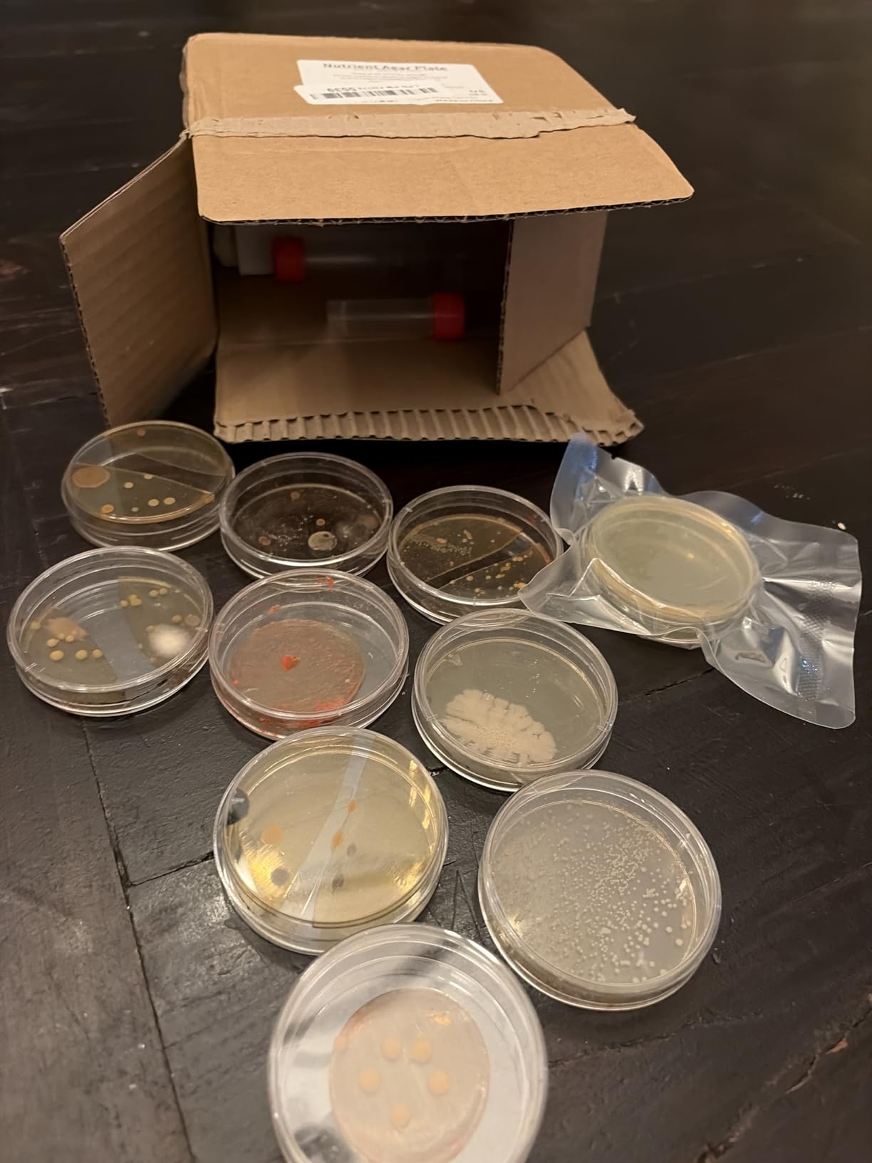 Nutrient Agar Petri Dishes Science Project Kit | Pre-Poured Agar Plates and Cotton Swabs for Science Experiments | Bacteria Science Kit - Sealed Separately (Items of 10) customer photo 1